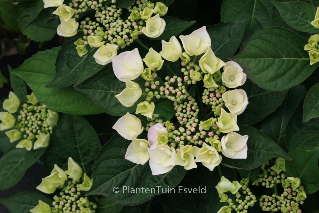 Hydrangea macrophylla ‘Libelle’