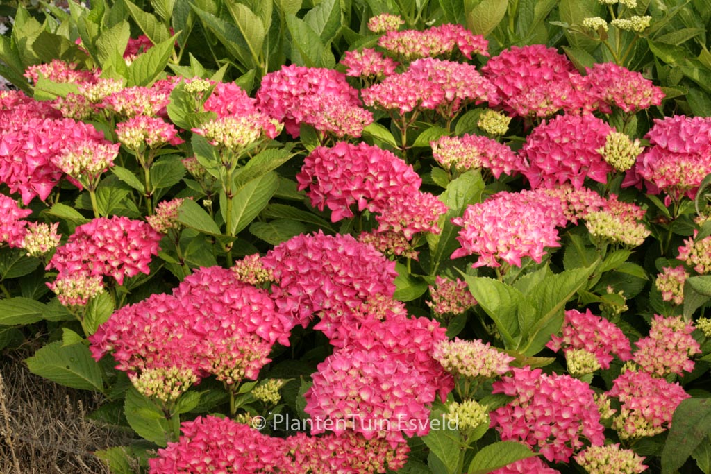 Hydrangea macrophylla ‘Liebegg’