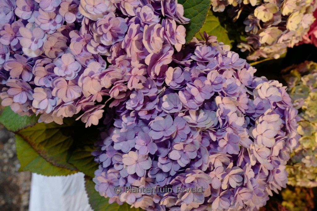 Hydrangea macrophylla ‘Luxor’ (BEAUTENSIA)