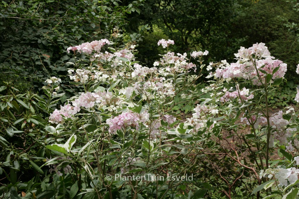 Hydrangea macrophylla ‘Maculata’