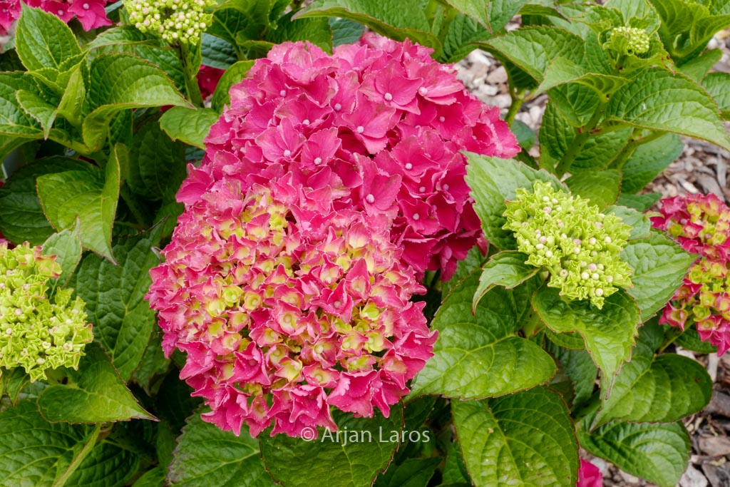 Hydrangea macrophylla ‘Magical Bolero’