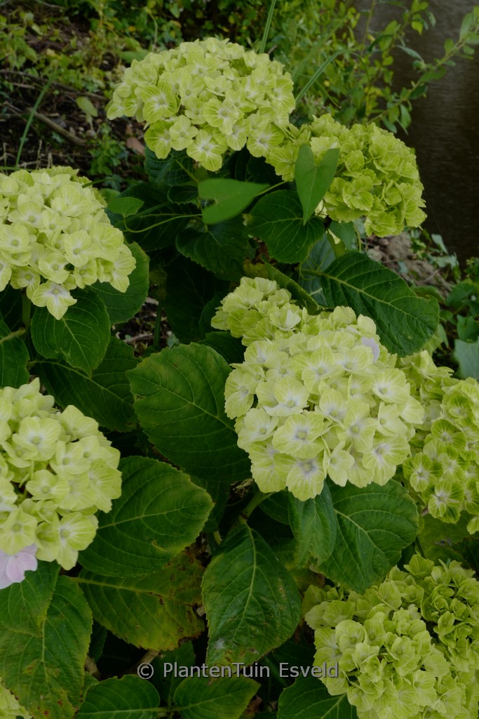 Hydrangea macrophylla ‘Magical Green Cloud’