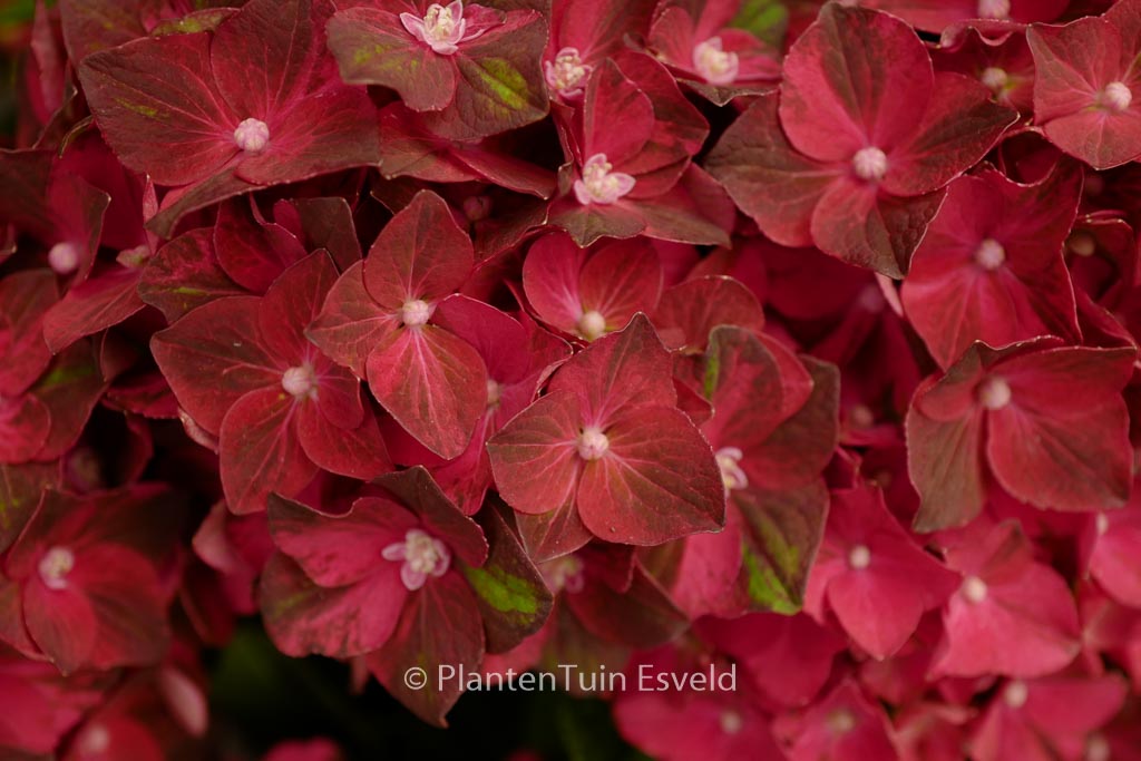 Hydrangea macrophylla ‘Magical Ruby Tuesday’
