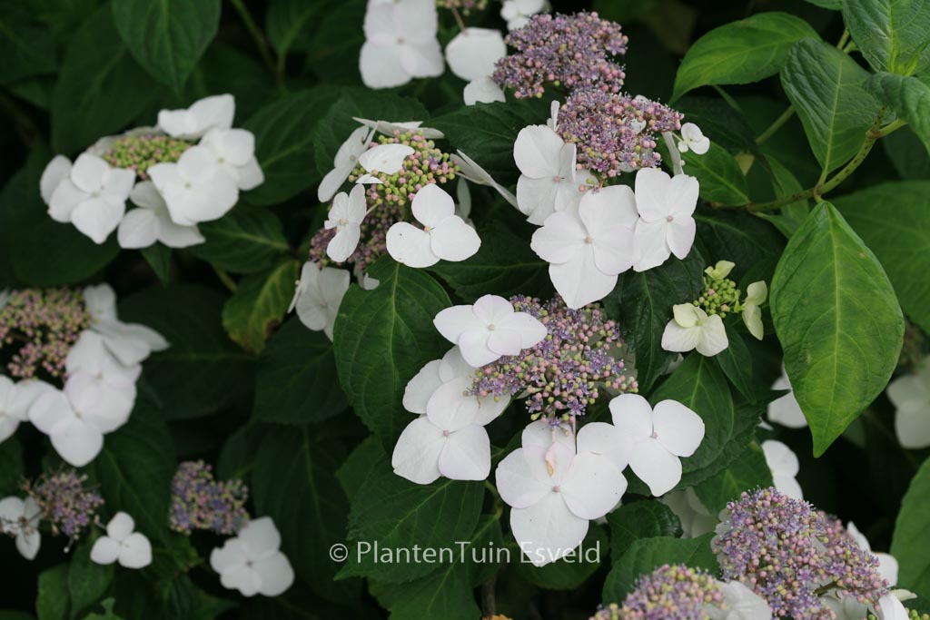 Hydrangea macrophylla ‘Mariesii Grandiflora’