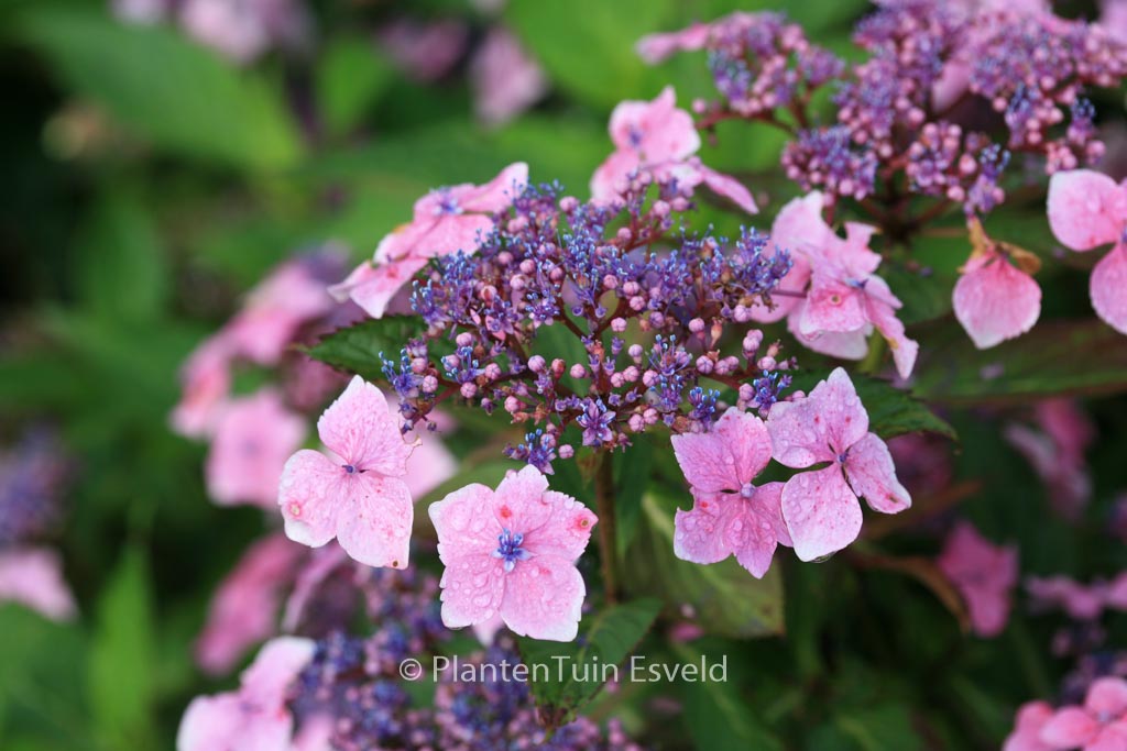 Hydrangea macrophylla ‘Mariesii Lilacina’