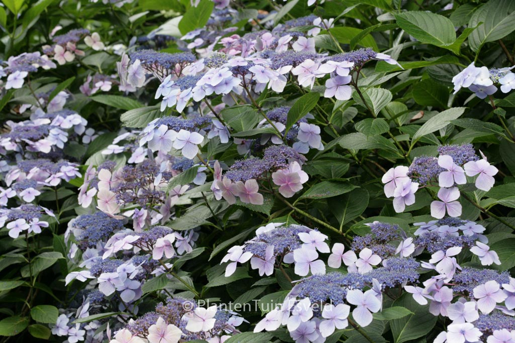 Hydrangea macrophylla ‘Mariesii Perfecta’