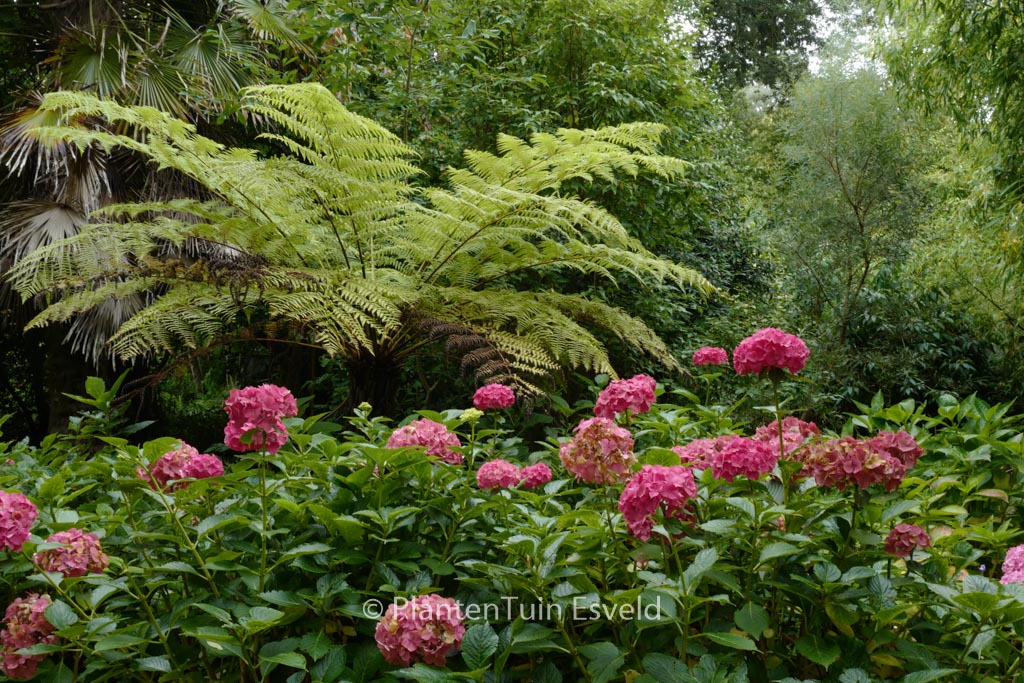 Hydrangea macrophylla ‘Masja’