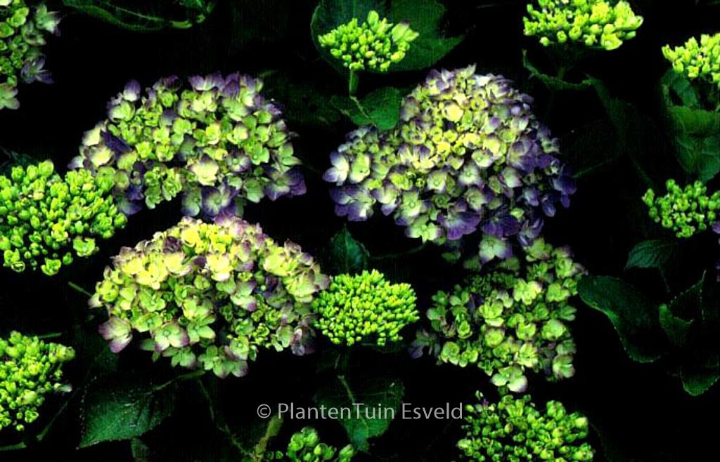 Hydrangea macrophylla ‘Mathilde Guetges’