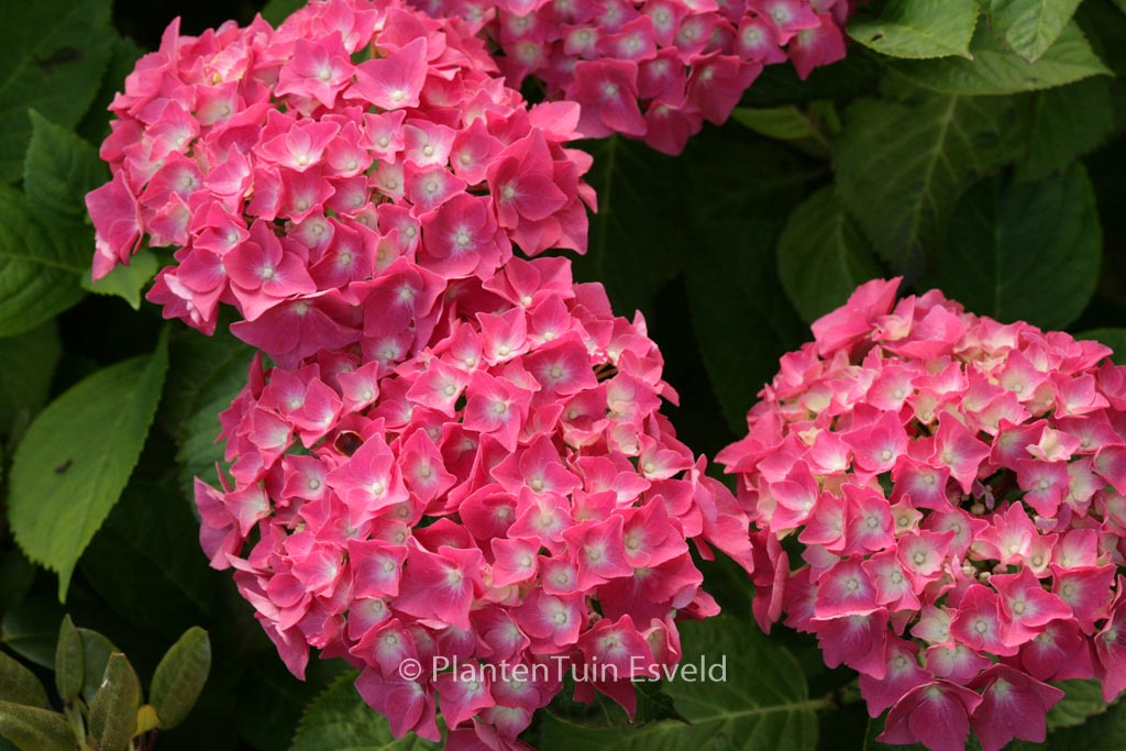 Hydrangea macrophylla ‘Miss Belgium’
