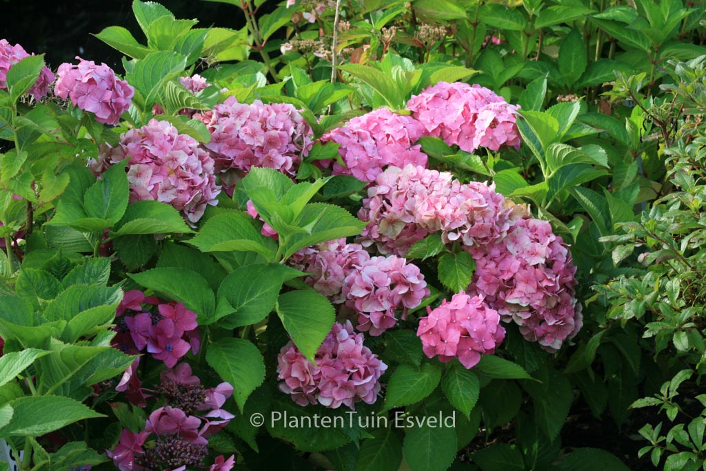 Hydrangea macrophylla ‘Miss Hepburn’