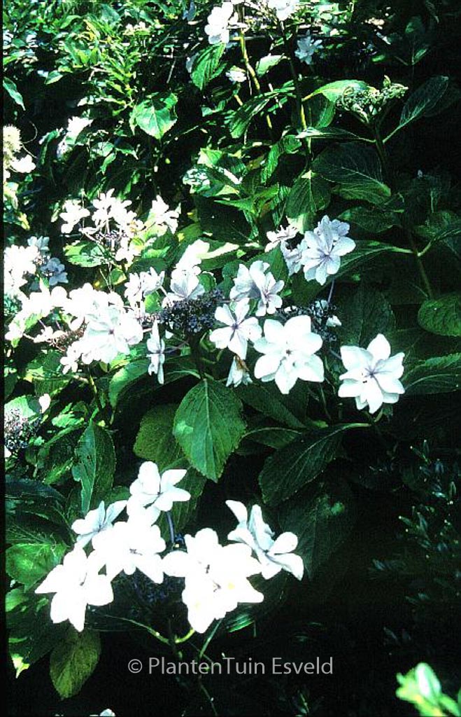 Hydrangea macrophylla ‘Miyake-shin-yae’