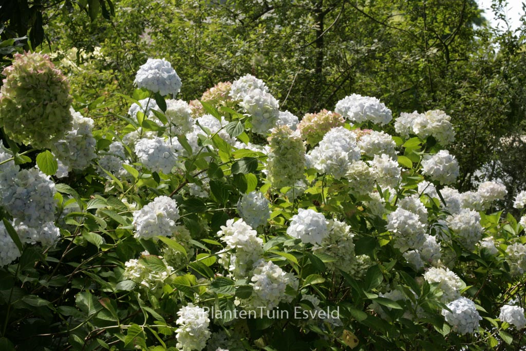 Hydrangea macrophylla ‘Mme. E. Mouillere’