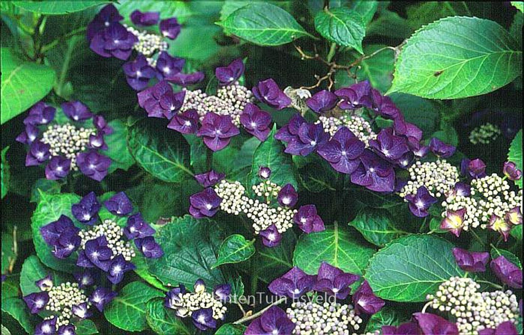 Hydrangea macrophylla ‘Nachtigall’