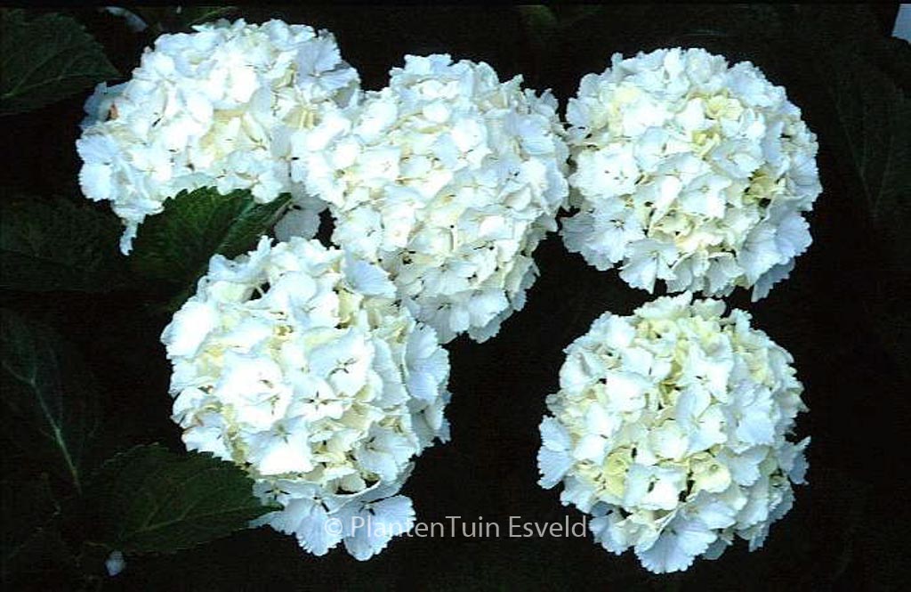Hydrangea macrophylla ‘Neuf’