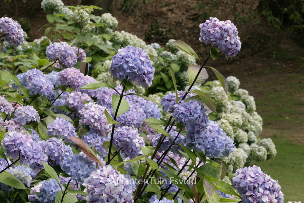 Hydrangea macrophylla ‘Nigra’