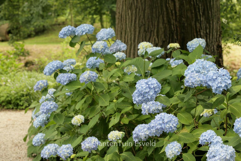 Hydrangea macrophylla ‘Nikko Blue’