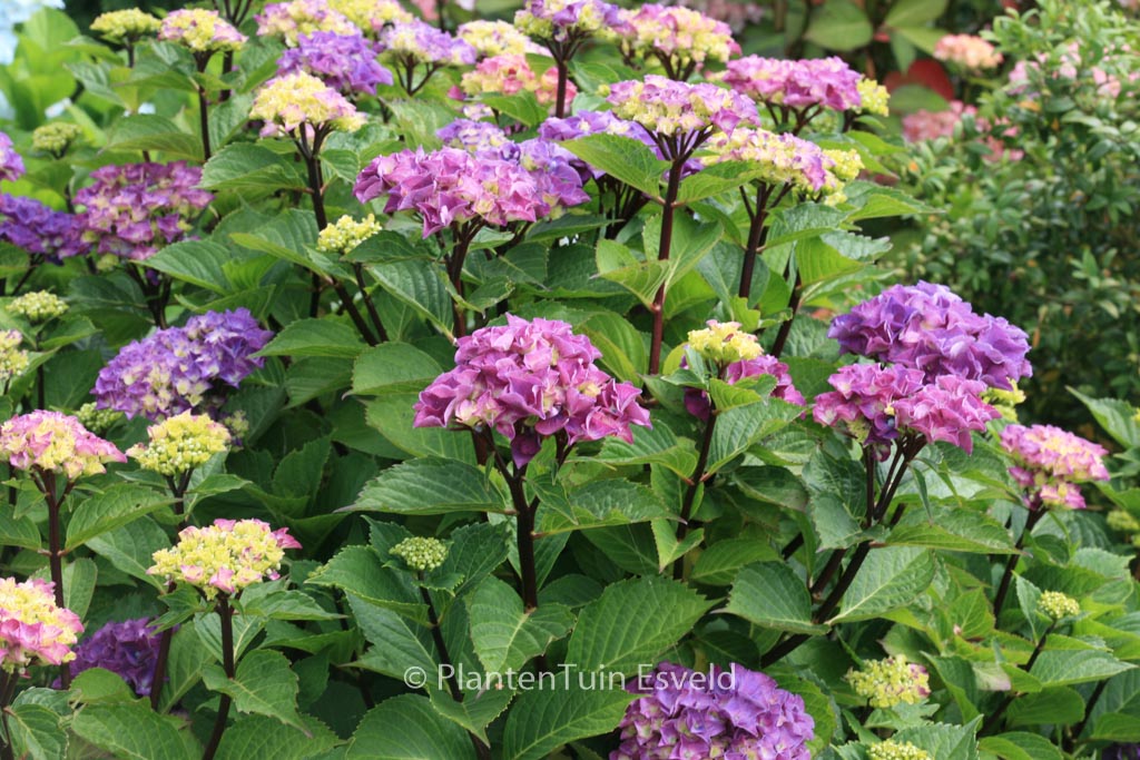 Hydrangea macrophylla ‘Oregon Pride’