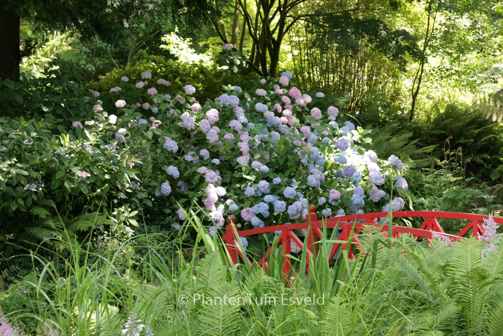 Hydrangea macrophylla ‘Otaksa’
