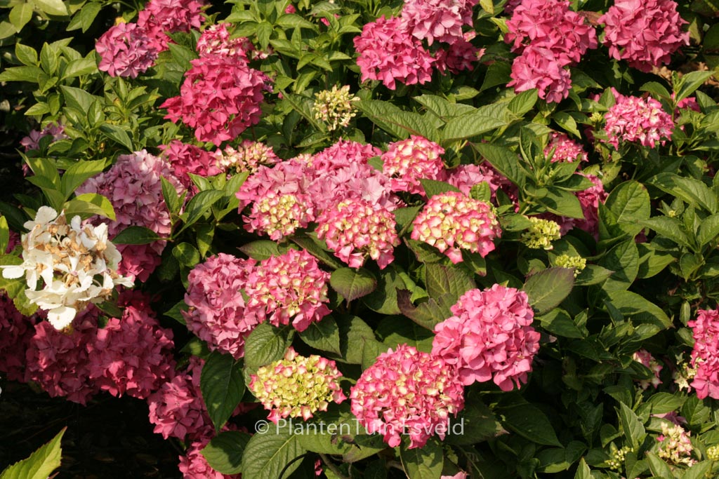 Hydrangea macrophylla ‘Pia’
