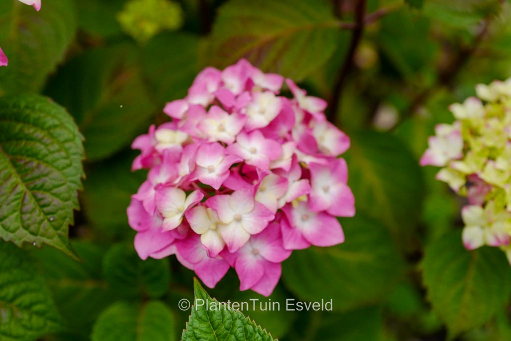 Hydrangea macrophylla ‘Piihm-II’ (ENDLESS SUMMER BLOOMSTAR)