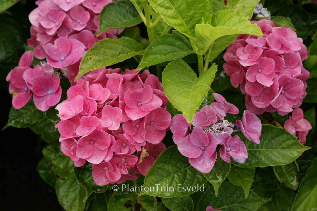 Hydrangea macrophylla ‘Pink Pop’
