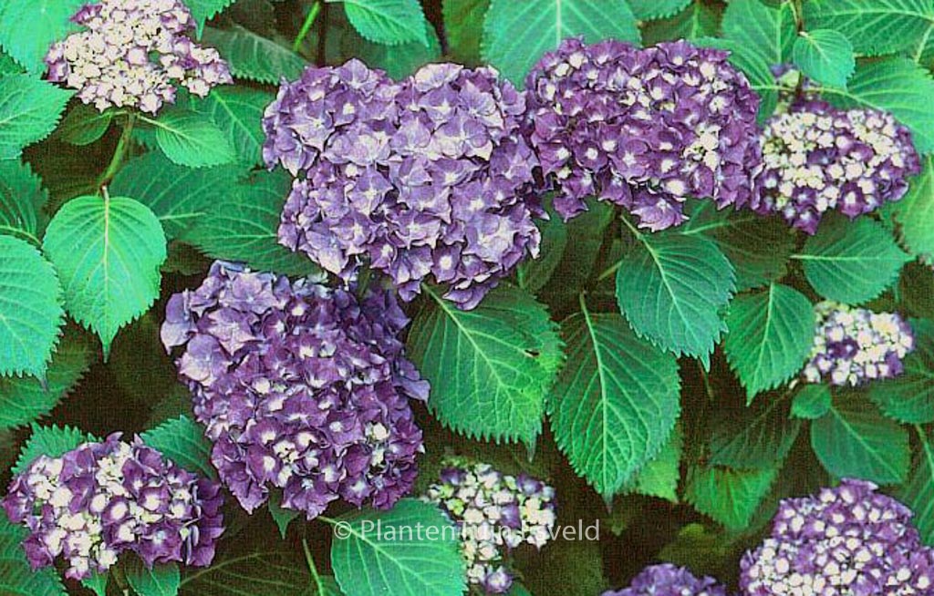 Hydrangea macrophylla ‘Queen Elizabeth’