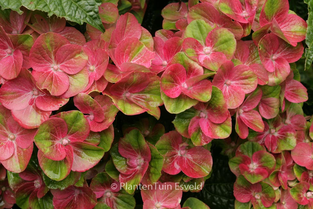 Hydrangea macrophylla ‘Qufu’ (MAGICAL GREENFIRE)