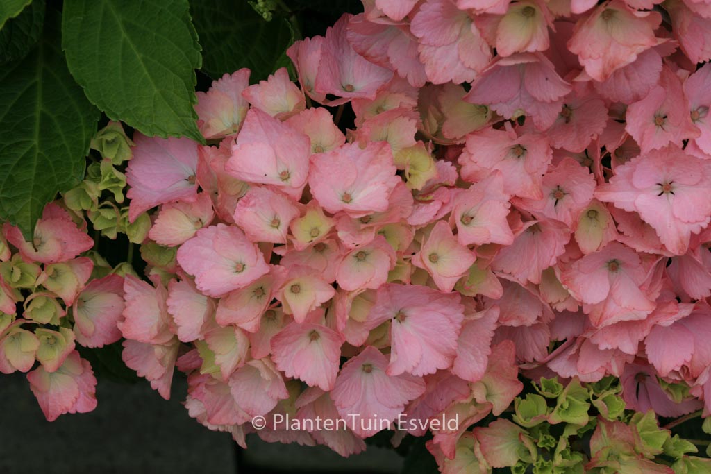 Hydrangea macrophylla ‘Rambo’ (MAGICAL TOPAZ)