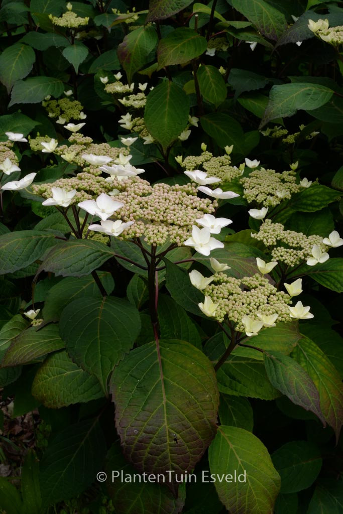 Hydrangea macrophylla ‘Ramis Pictis’