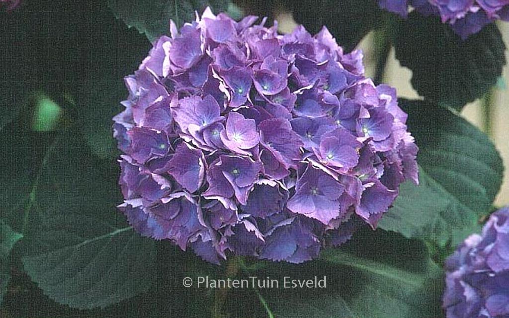 Hydrangea macrophylla ‘Renate Steiniger’