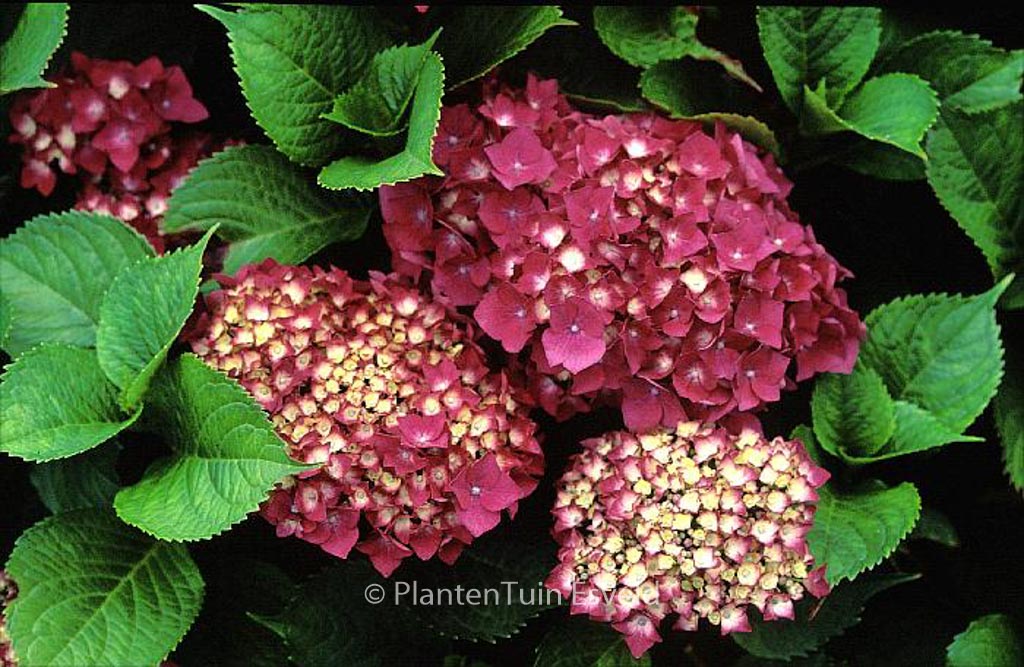 Hydrangea macrophylla ‘Rheinland’