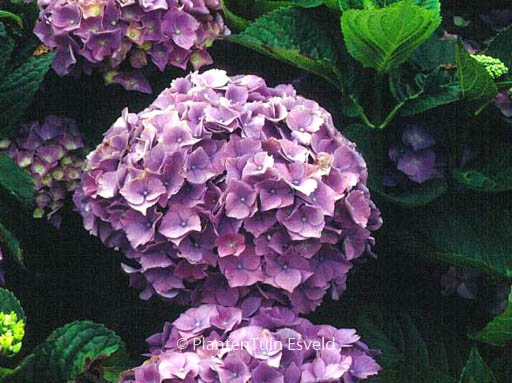 Hydrangea macrophylla ‘Rigi’