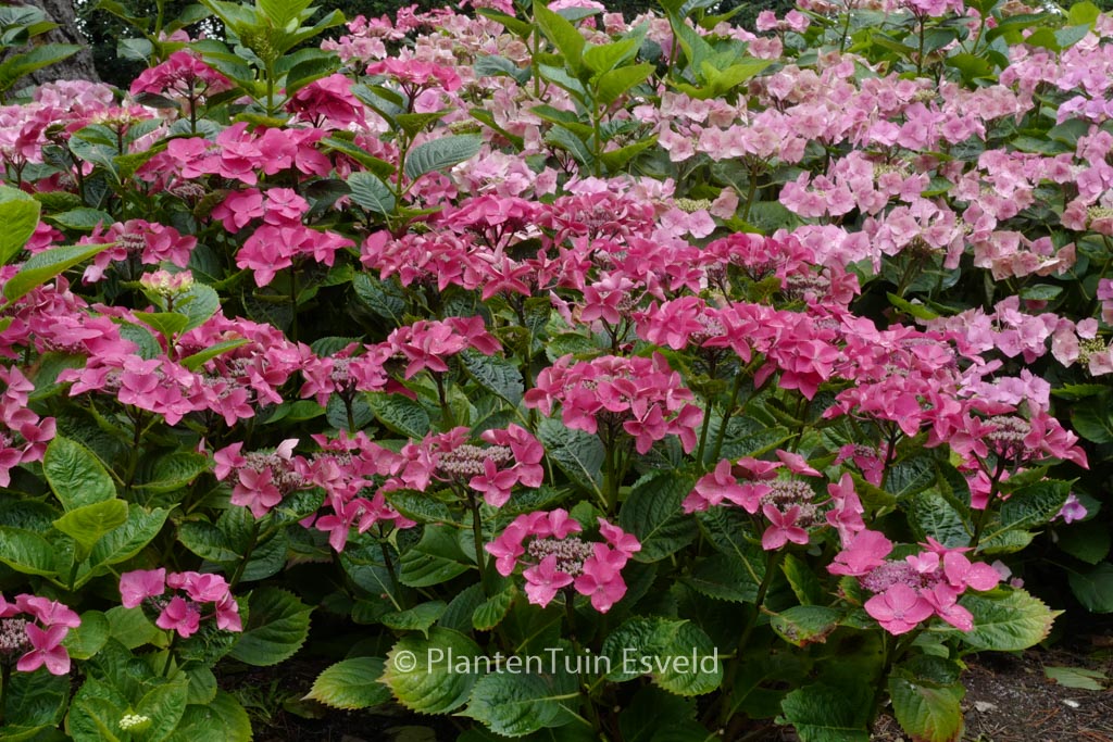 Hydrangea macrophylla ‘Rotkehlchen’
