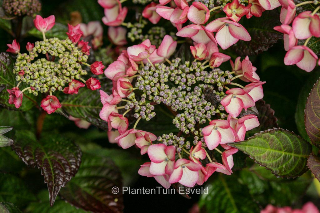 Hydrangea macrophylla ‘Satin Pink Soul’