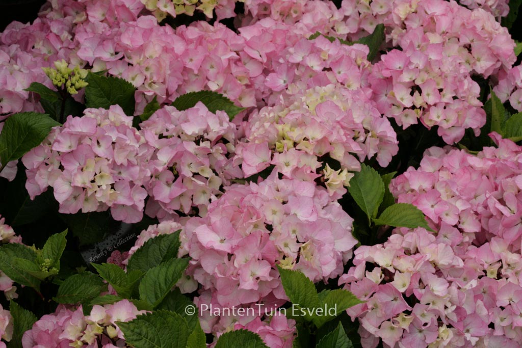 Hydrangea macrophylla ‘Schloss Zuschendorf’