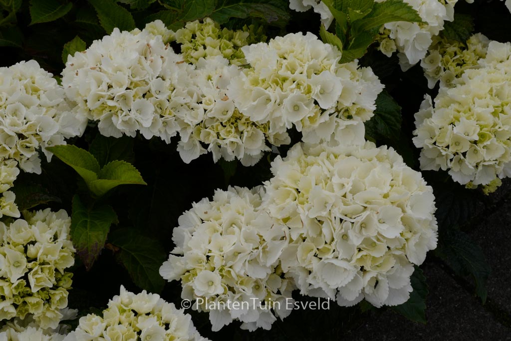 Hydrangea macrophylla ‘Schneeball’