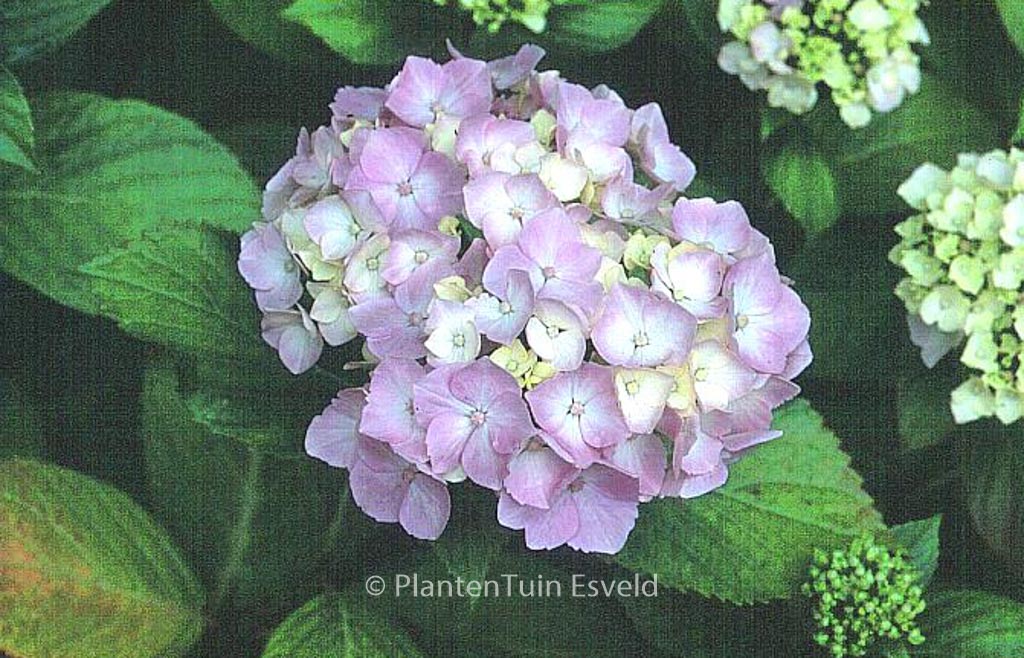Hydrangea macrophylla ‘Seascape’