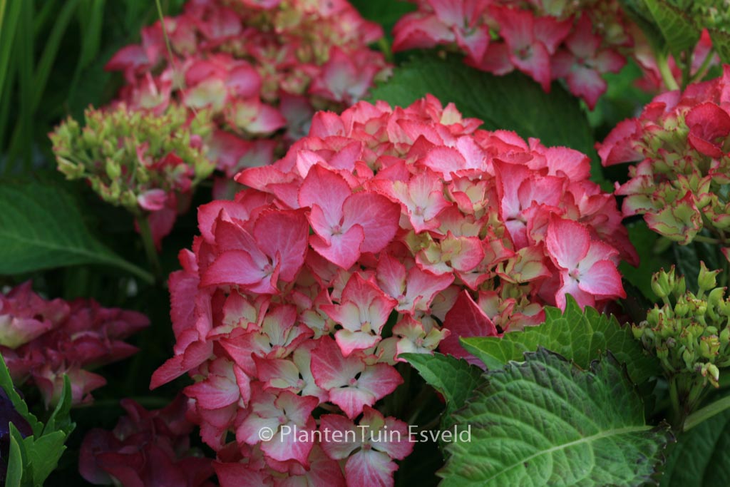 Hydrangea macrophylla ‘Selma’