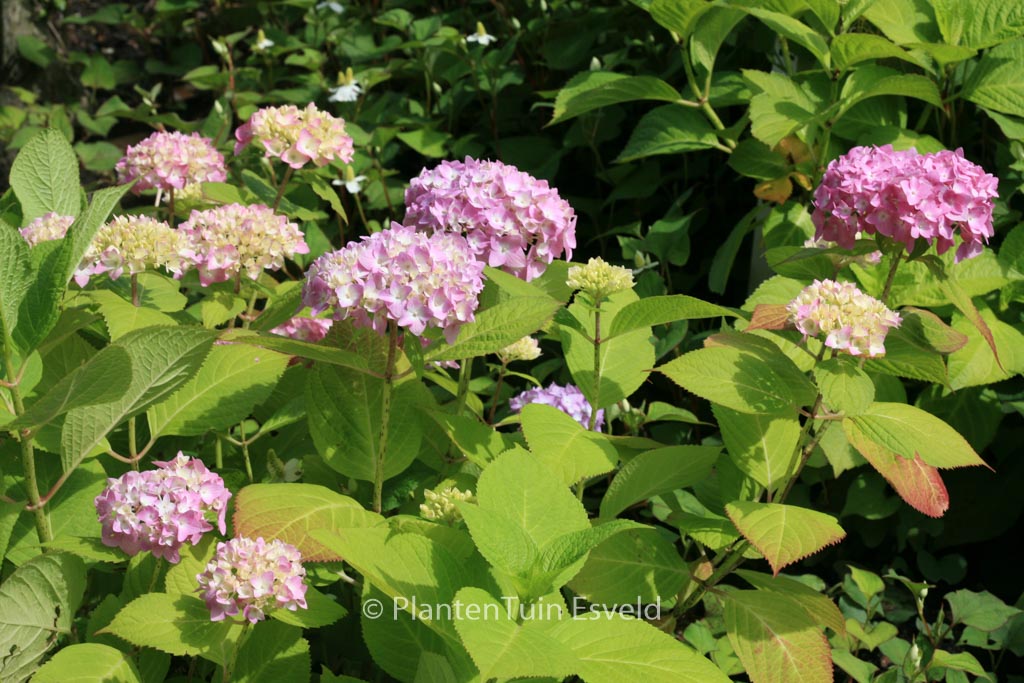 Hydrangea macrophylla ‘Semperflorens”Bailmer’ (ENDLESS SUMMER)