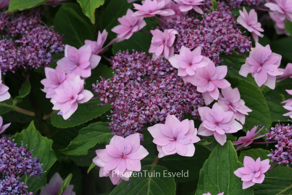 Hydrangea macrophylla ‘Shamrock’