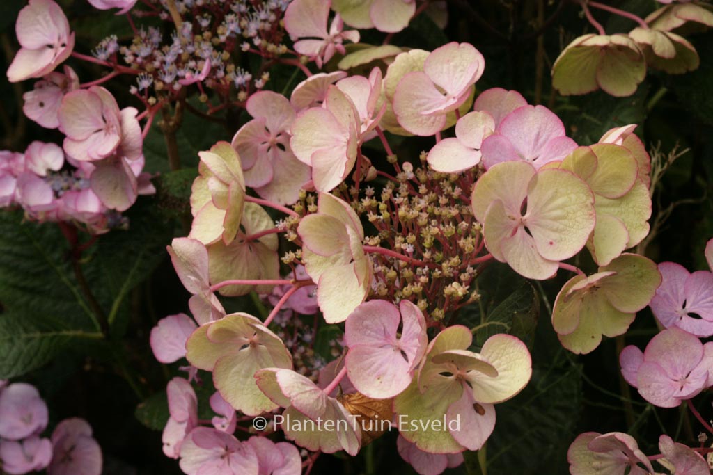 Hydrangea macrophylla ‘Sheila’