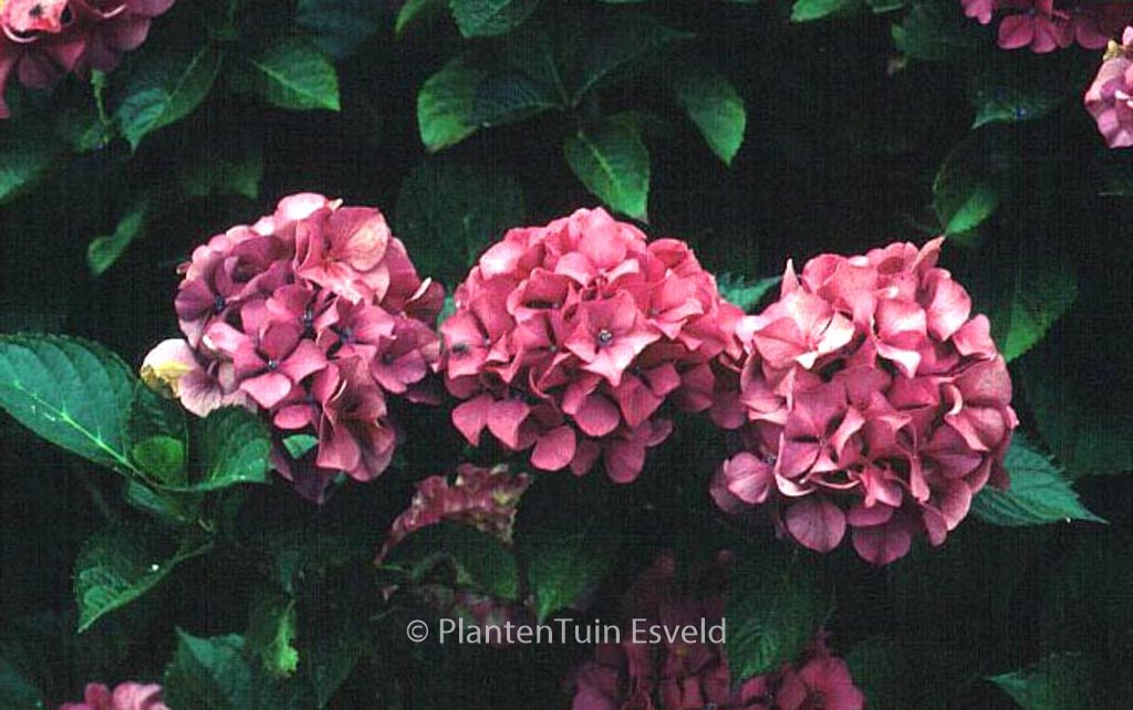 Hydrangea macrophylla ‘Sibilla’