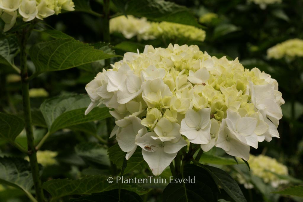 Hydrangea macrophylla ‘Soeur Therese’