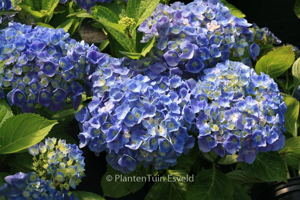 Hydrangea macrophylla ‘Superbowl’