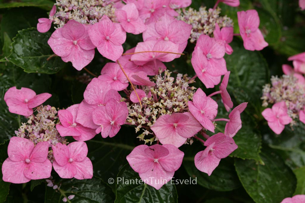 Hydrangea macrophylla ‘Taube’