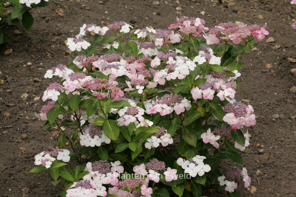 Hydrangea macrophylla ‘Tokyo’s Delight’