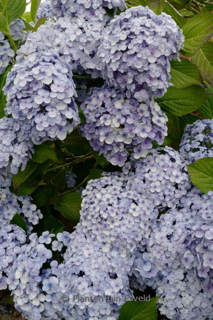 Hydrangea macrophylla ‘Trebah Silver’