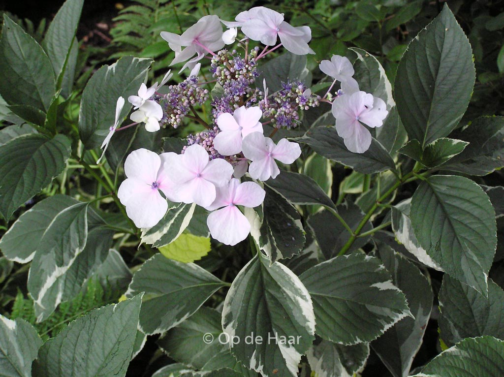 Hydrangea macrophylla ‘Tricolor’