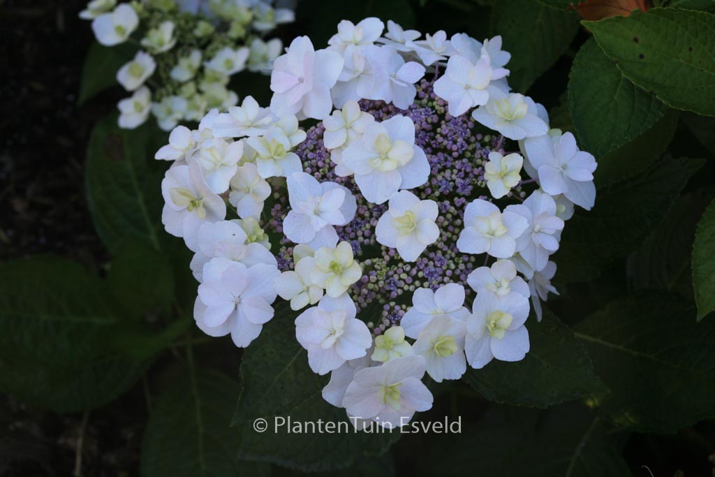 Hydrangea macrophylla ‘Trophy’