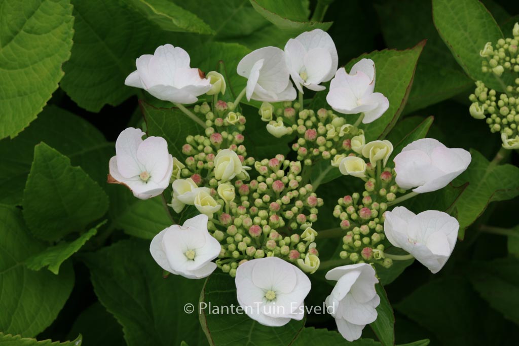 Hydrangea macrophylla ‘Veitchii’